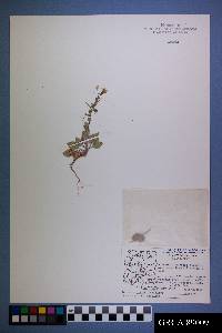 Eremothera boothii subsp. boothii image